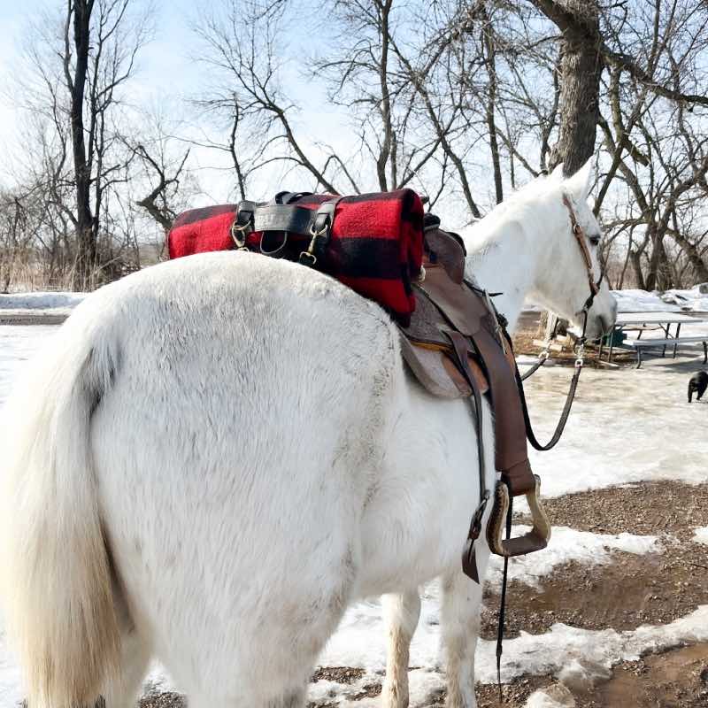 Warm and cozy Walden wool blanket in leather strap mounted on top of a white horse.