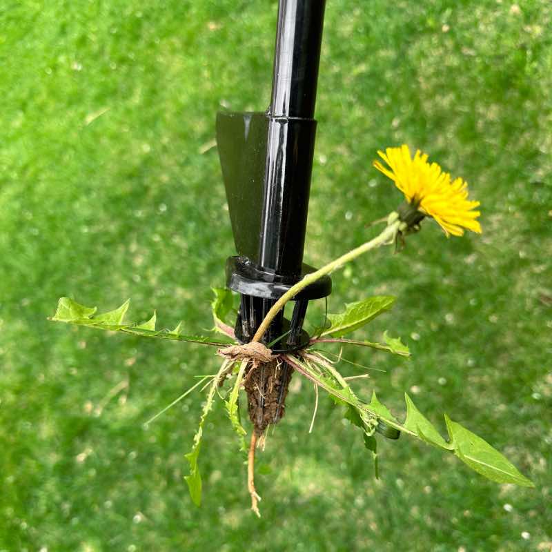 tines grasp the weed and remove it down to the root