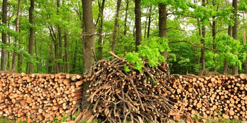 https://www.waldenbackyards.com/cdn/shop/articles/How_to_Burn_Freshly_Cut_Firewood_in_a_Firepit_2000x.jpg?v=1650497640